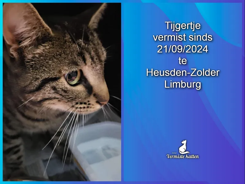 Tijgertje