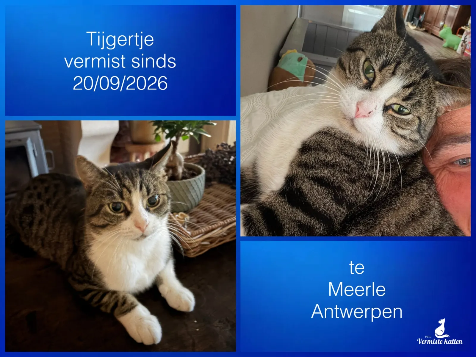 Tijgertje