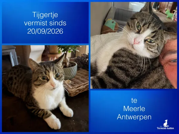 Tijgertje