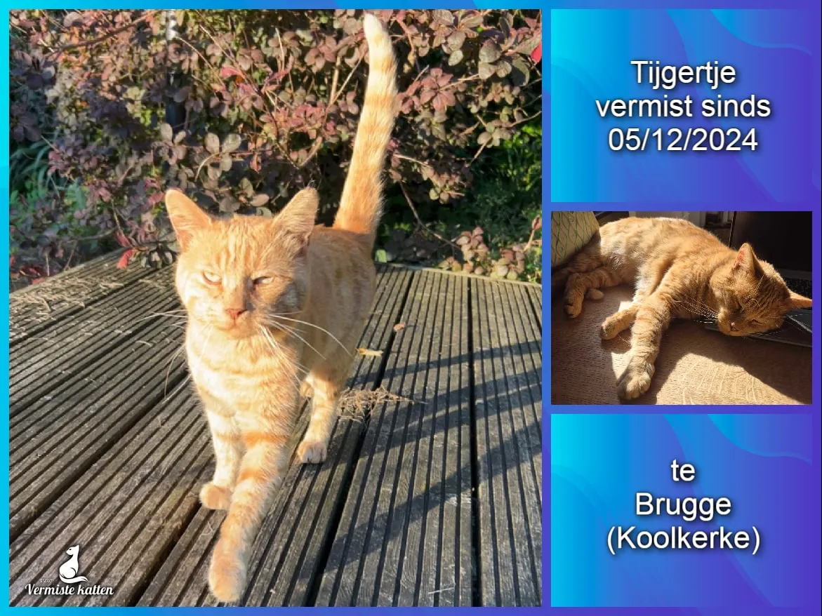 Tijgertje