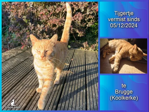 Tijgertje