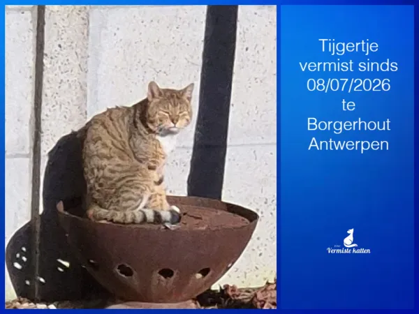 Tijgertje
