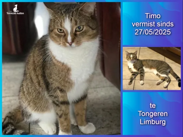 Timo
