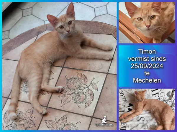 Timon