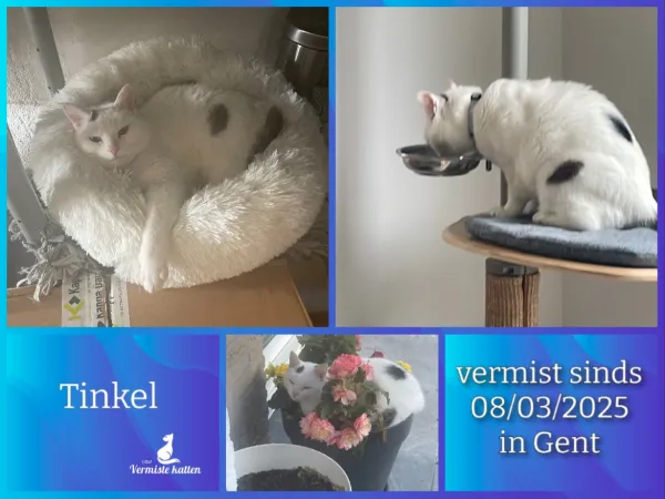 Tinkel