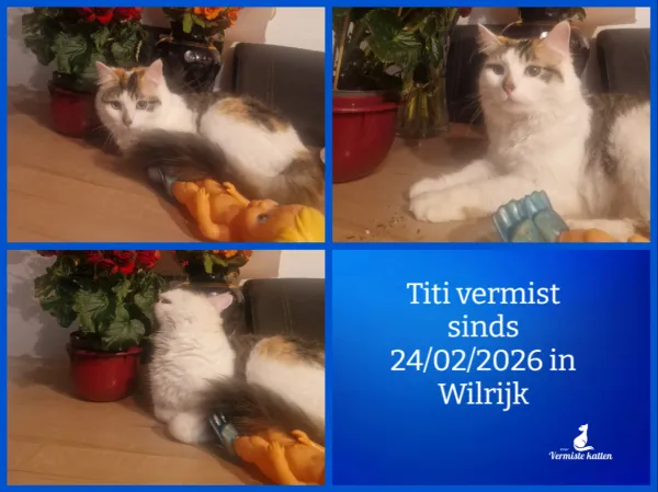 Titi