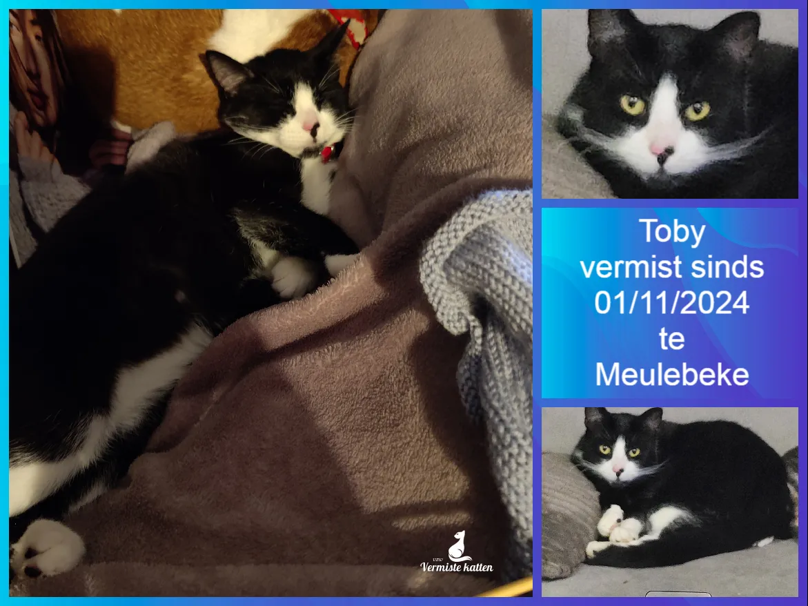 Toby