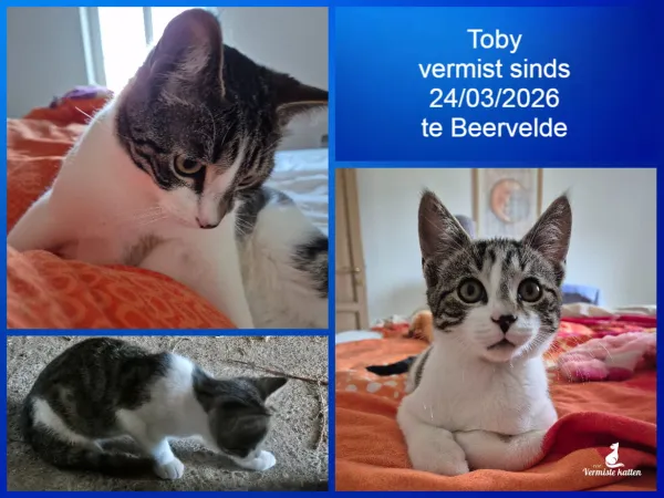 Toby