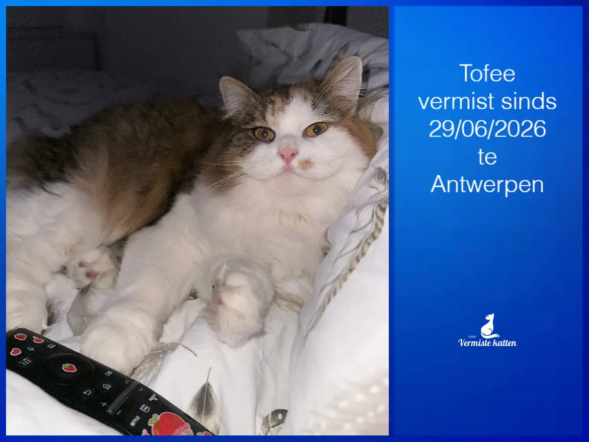 Tofee