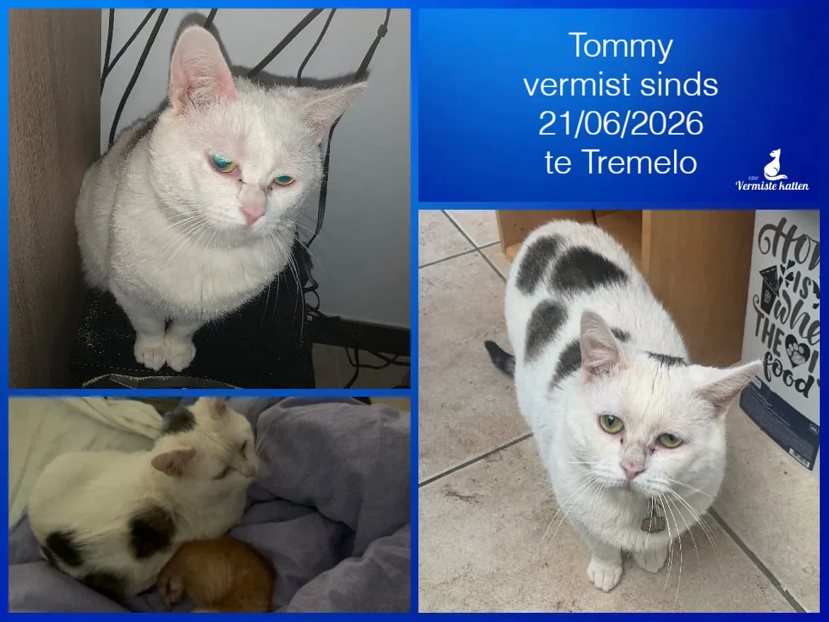 Tommy