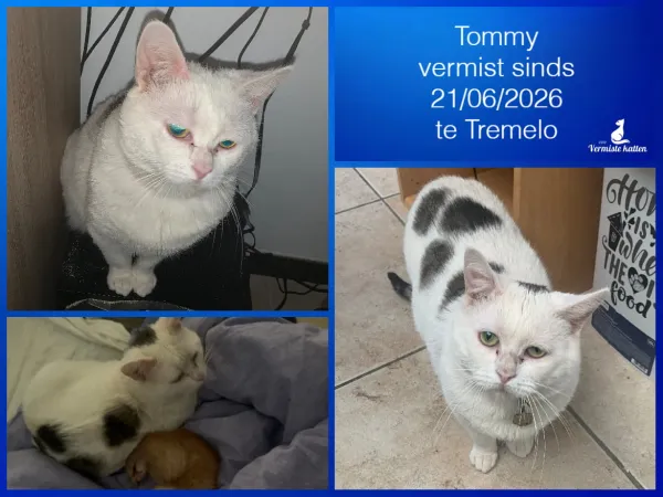 Tommy