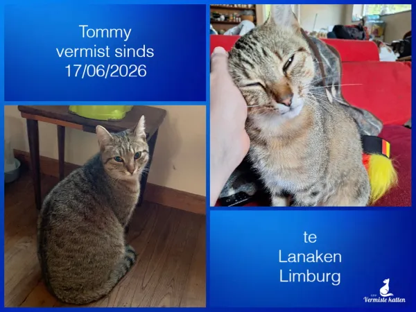 Tommy