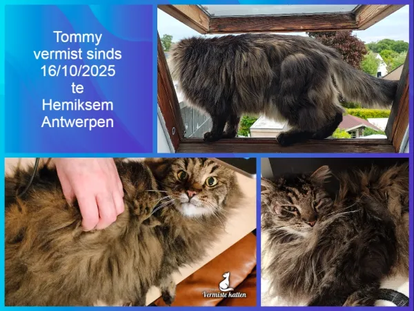 Tommy