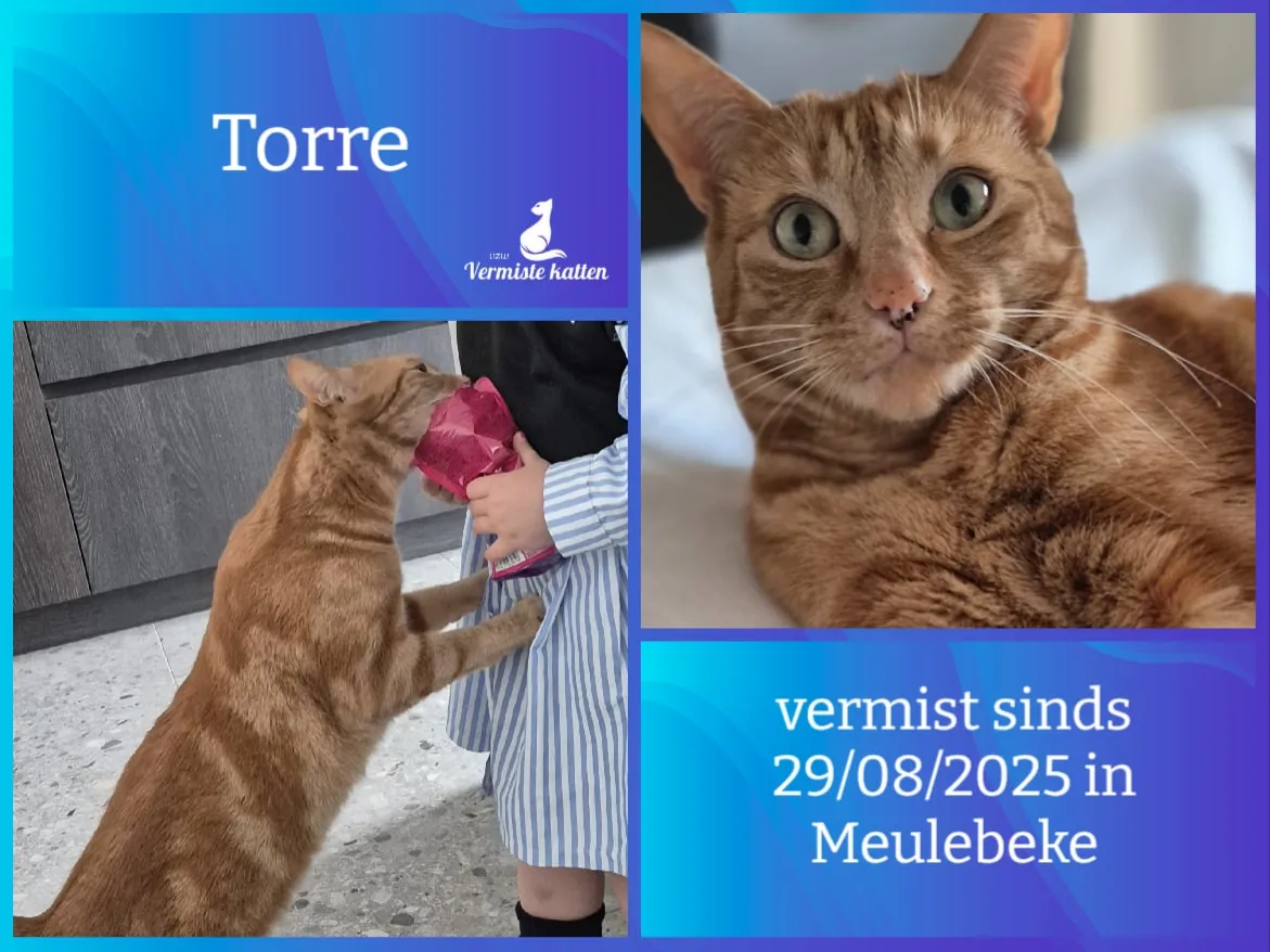 Torre
