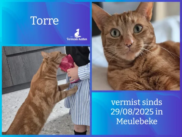 Torre
