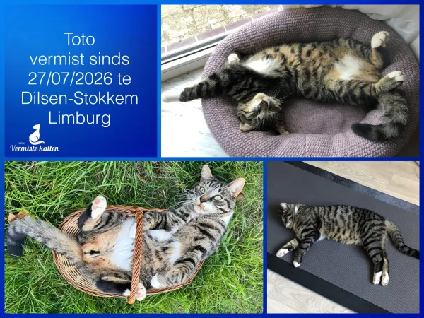 Toto