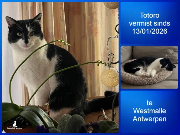 Totoro