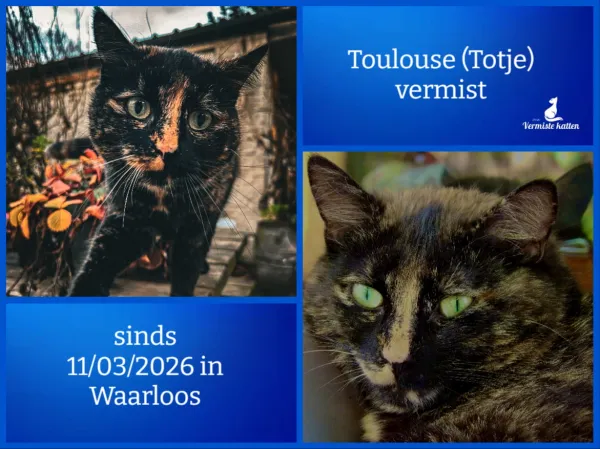 Toulouse (totje)