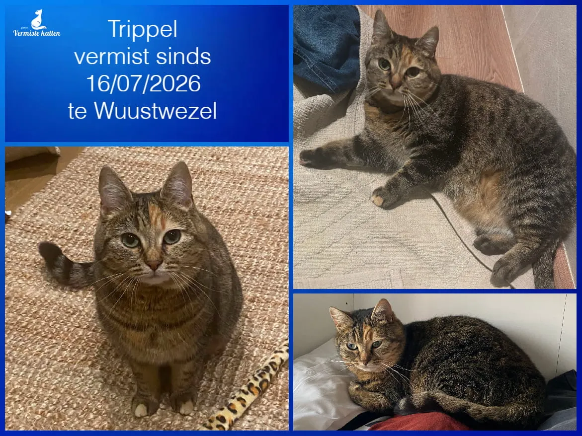 Trippel