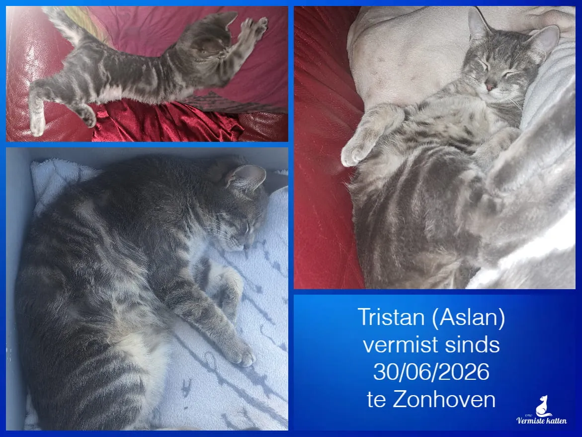 Tristan ( Aslan )