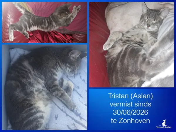 Tristan ( Aslan )