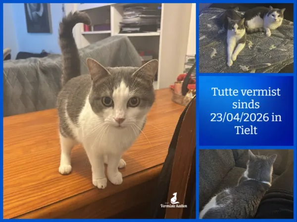Tutte