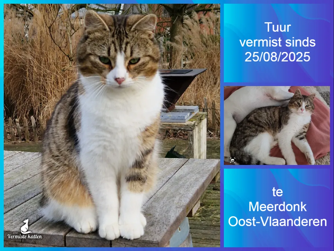 Tuur