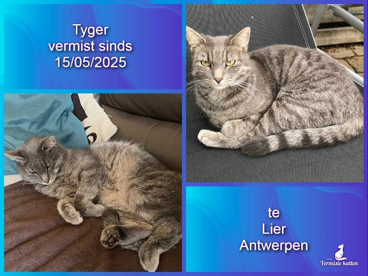 Tyger