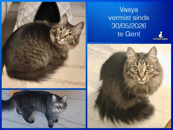Vasya