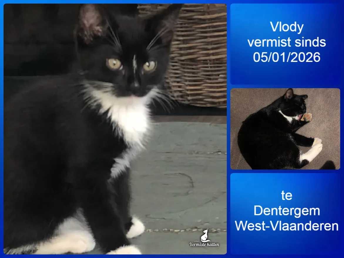 Vlody