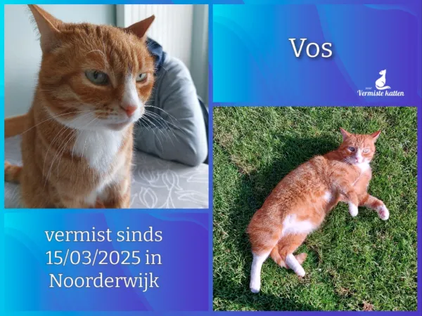 Vos