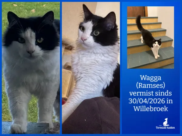 Wagga (Ramses)