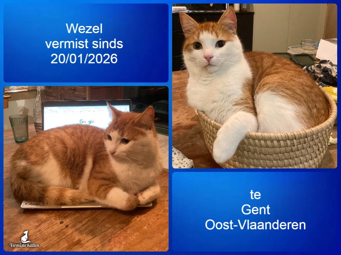Wezel