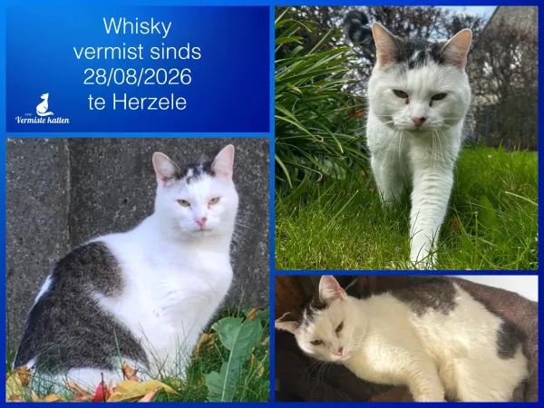 Whisky