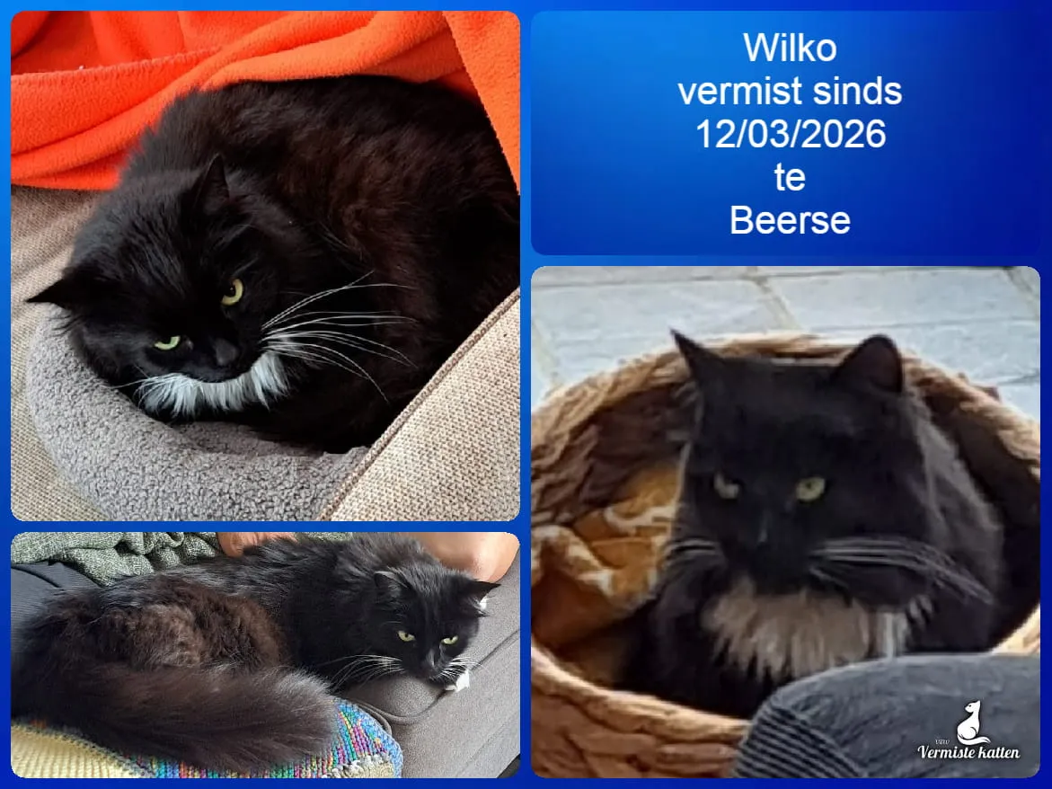 Wilko
