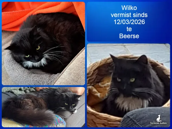 Wilko