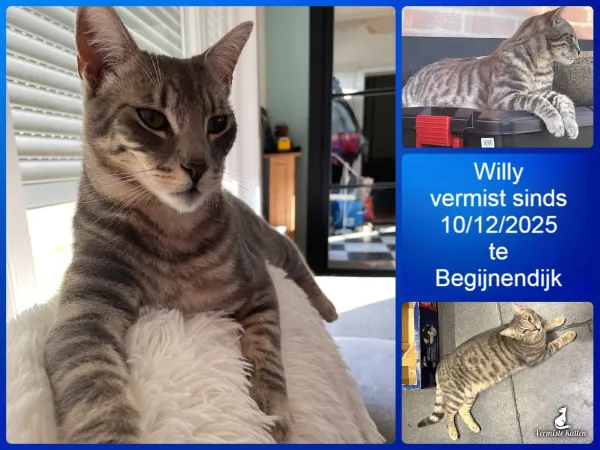 Willy