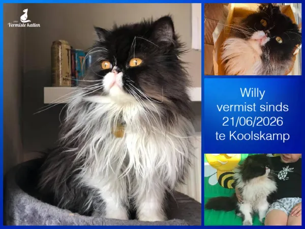 Willy