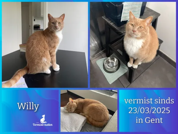 Willy