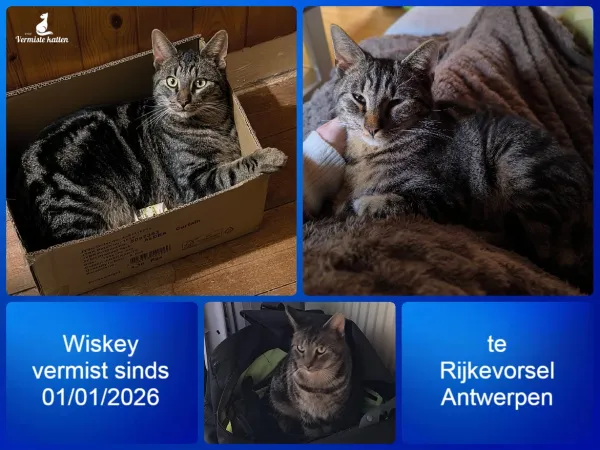 Wiskey
