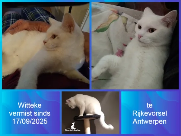 Witteke