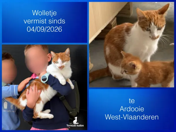 Wolletje