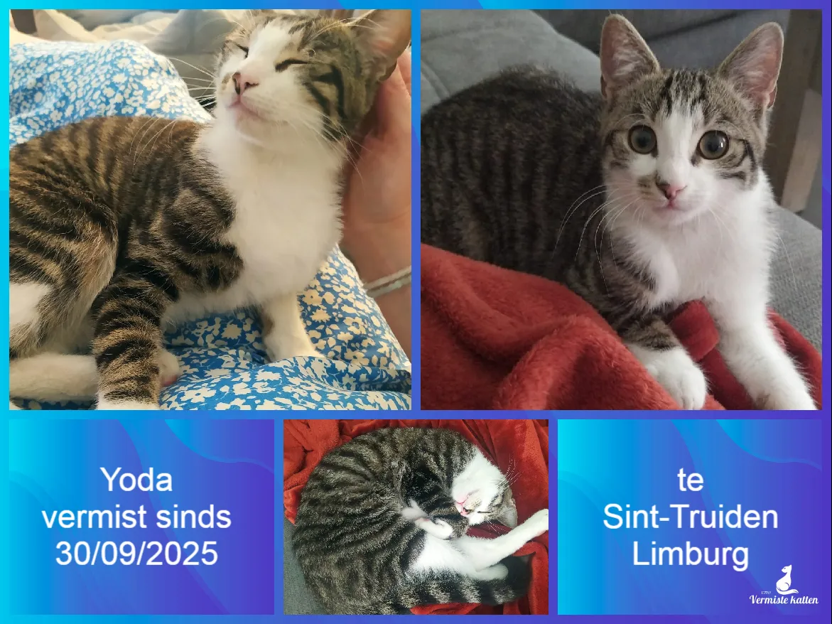 Yoda