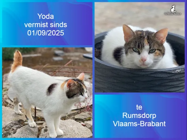 Yoda