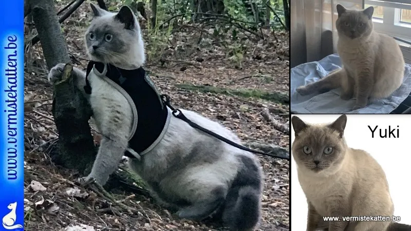 Yuki