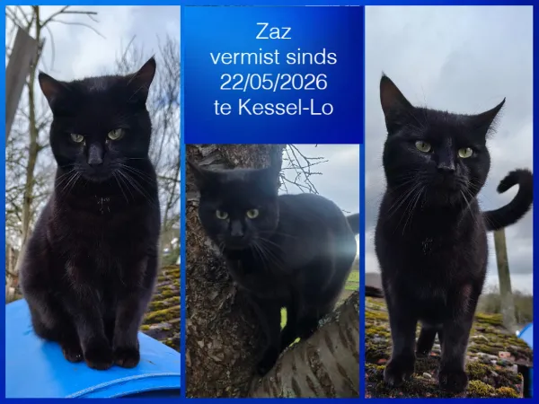 Zaz
