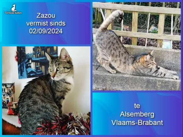 Zazou