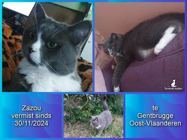 Zazou