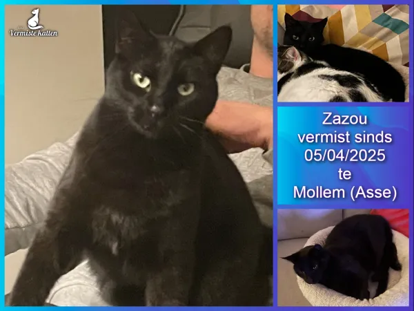 Zazou