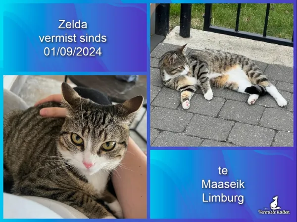 Zelda